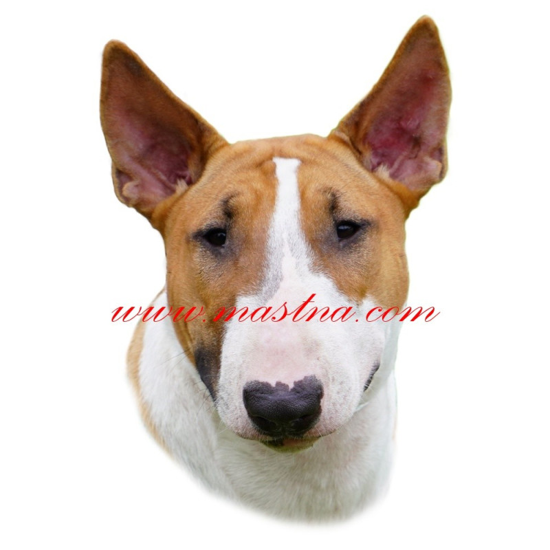 Samolepka bulteriér