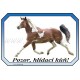 Cedulka paint, kůň, koně