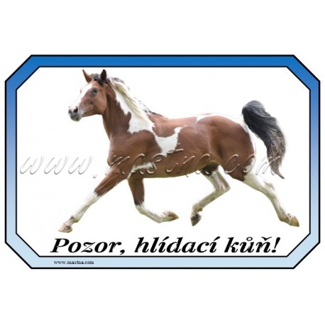 Cedulka paint, kůň, koně