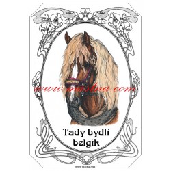 Tabulka českomoravský belgik, chladnokrevník, kůň, koně