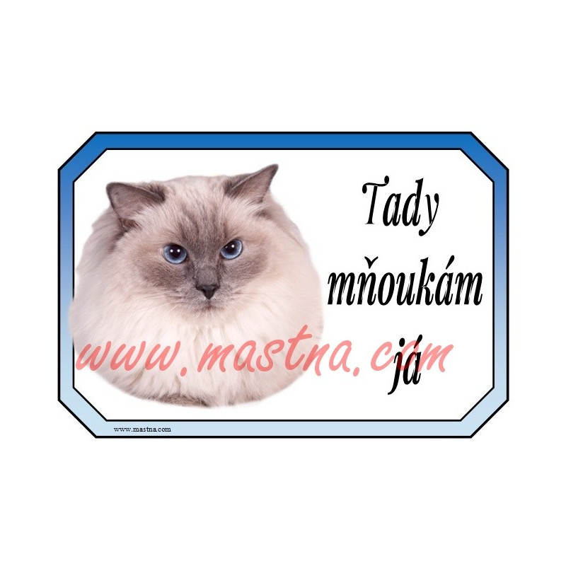 Tabulka kočka ragdoll