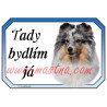 Cedulka šeltie, sheltie, skotský ovčák