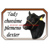 Cedulka kráva, skot dexter, dobytek