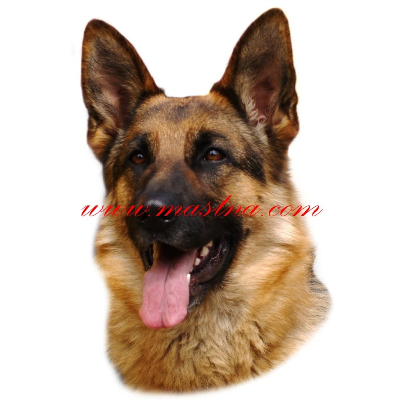 Samolepka německý ovčák