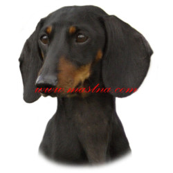 Samolepka jezevčík hladkosrstý