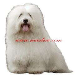 Samolepka coton de Tulear