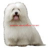 Samolepka coton de Tulear