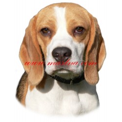 Samolepka bígl, beagle