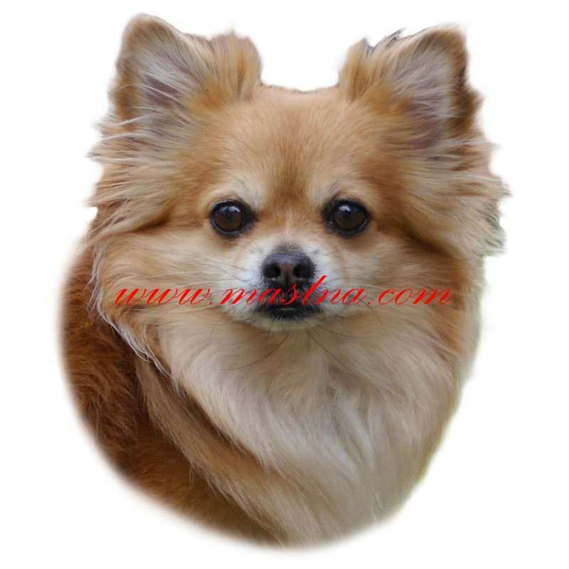 Samolepka čivava dlouhosrstá