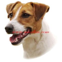 Samolepka Jack Russel terier