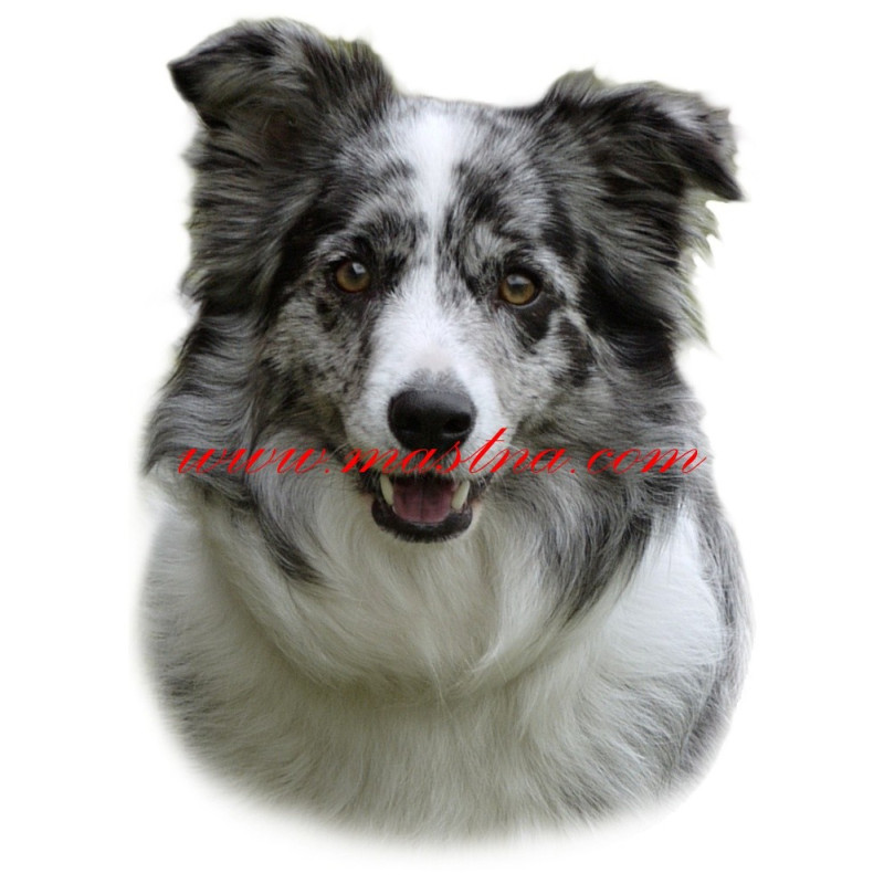 Samolepka border kolie