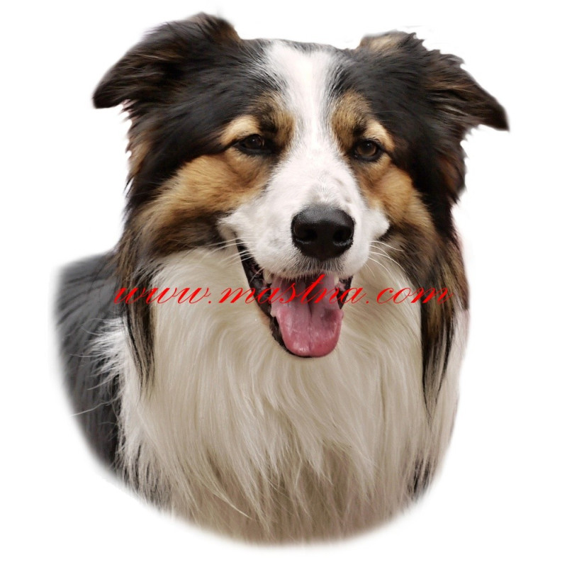 Samolepka border kolie