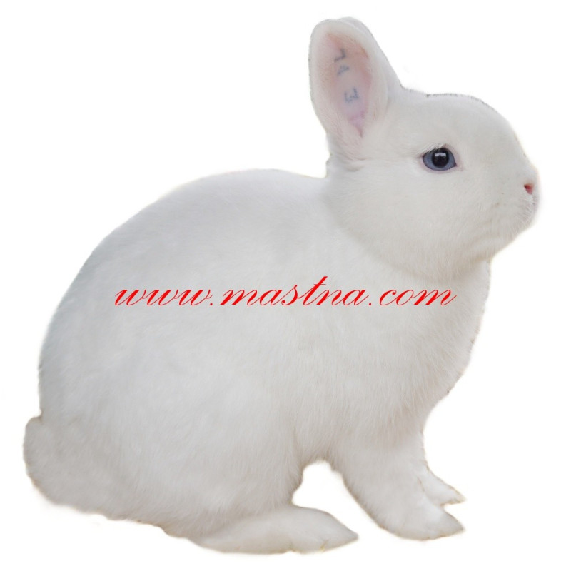 Samolepka králík hermelín