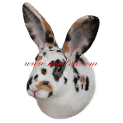 Samolepka králík rex tříbarevný strakáč