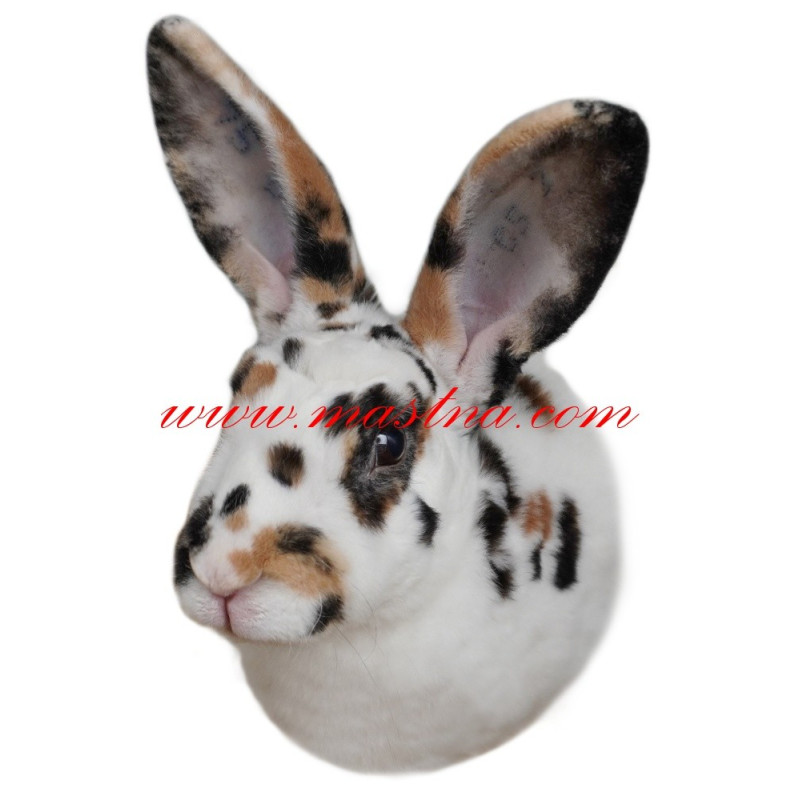 Samolepka králík rex tříbarevný strakáč