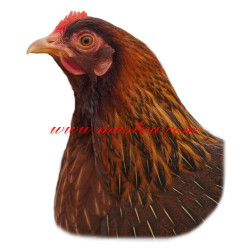 Samolepka slepice velsumka, drůbež