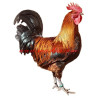 Samolepka kohout česká zlatá kropenka, drůbež