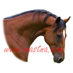 Samolepka plnokrevník anglický, kůň, koně