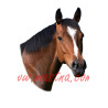 Samolepka teplokrevník, kůň, koně