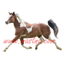 Samolepka paint, kůň, koně