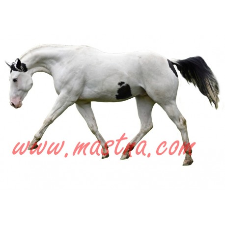 Samolepka paint horse, kůň, koně