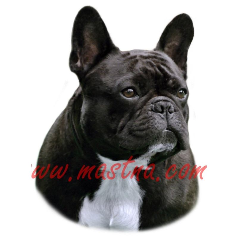 Samolepka paint horse, kůň, koně