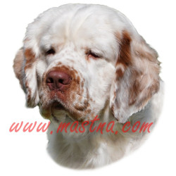 Samolepka clumber španěl, spaniel