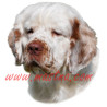 Samolepka clumber španěl, spaniel