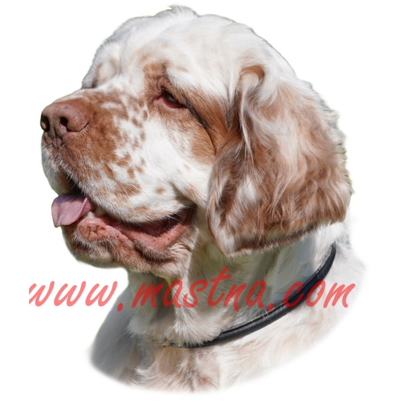Samolepka clumber španěl, spaniel