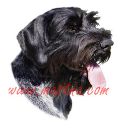 Samolepka německý ohař drátosrstý