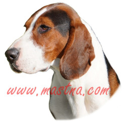 Samolepka srbský honič trikolorní