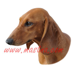 Samolepka jezevčík hladkosrstý