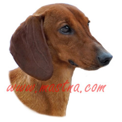 Samolepka jezevčík hladkosrstý