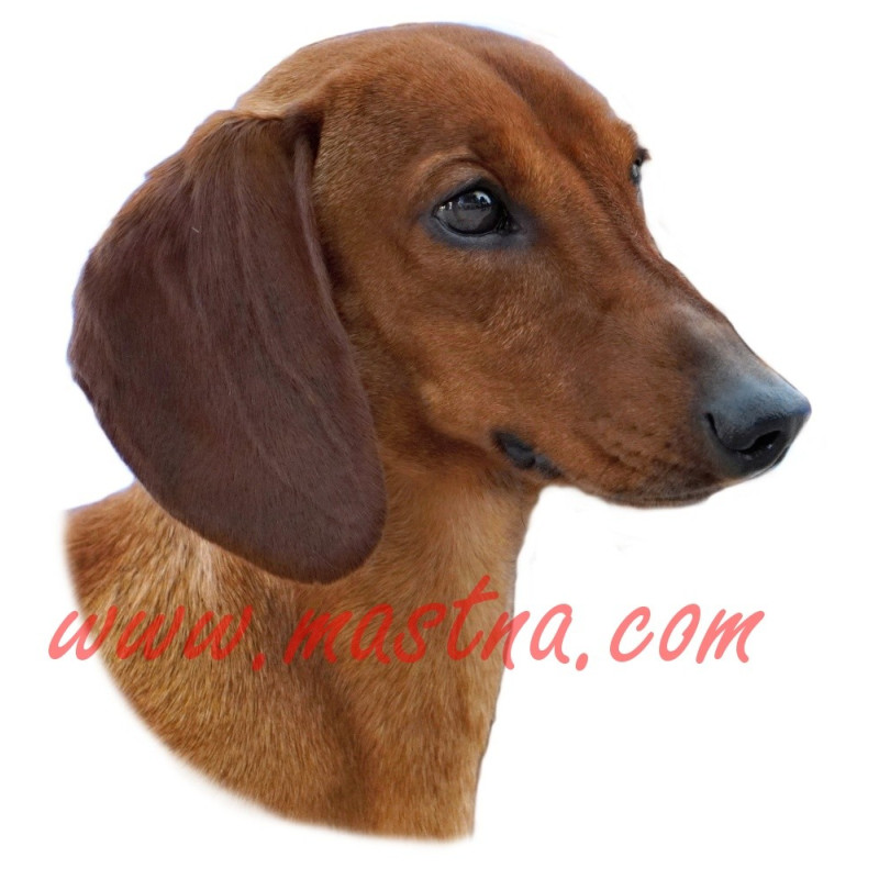 Samolepka jezevčík hladkosrstý