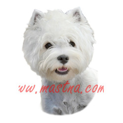 Samolepka vestík. vesthajlend, west highland terier