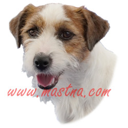 Samolepka Jack Russel terier
