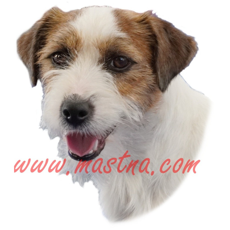 Samolepka Jack Russel terier