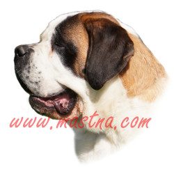 Samolepka bernardýn krátkosrstý