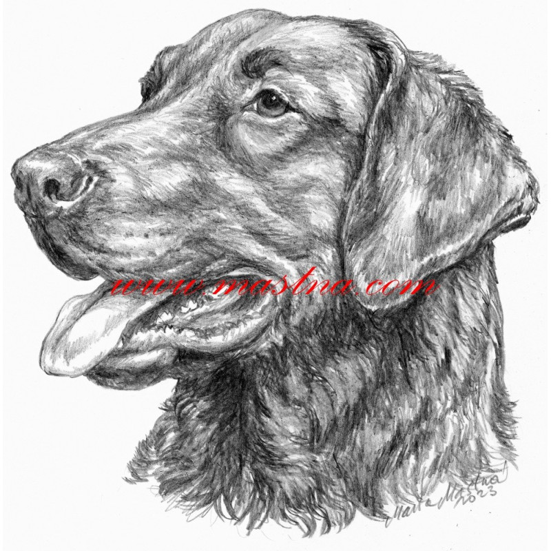 Samolepka chesepeak bay retriever, retrívr