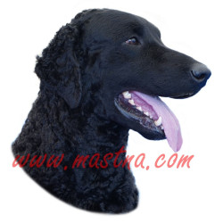 Samolepka curly coated retriever, kudrnatý retrívr