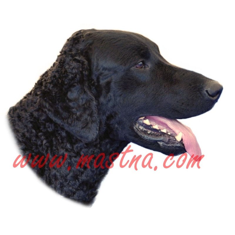 Samolepka curly coated retriever, kudrnatý retrívr