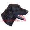 Samolepka curly coated retriever, kudrnatý retrívr