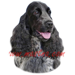 Samolepka kokršpaněl bělouš