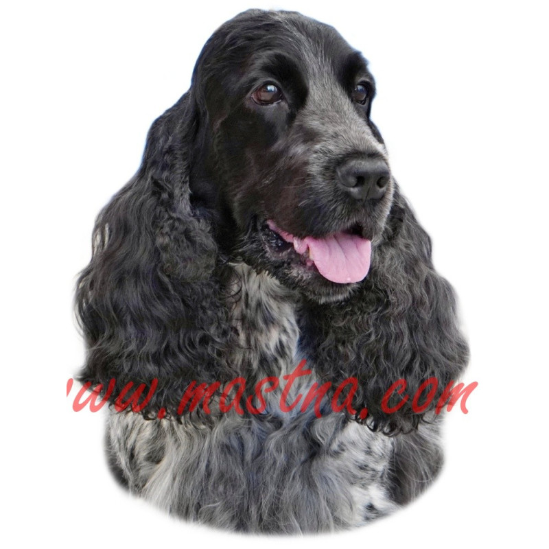 Samolepka kokršpaněl bělouš