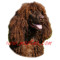 Samolepka irský vodní španěl