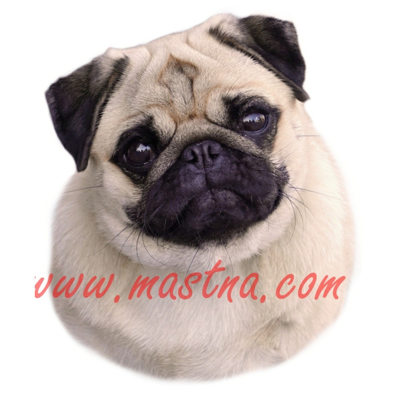 Samolepka jezevčík hladkosrstý