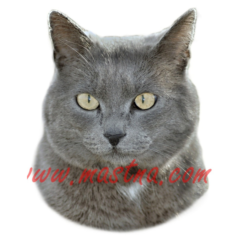 Samolepka kočka britská modrá