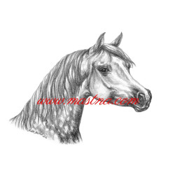 Obraz arabský plnokrevník, kůň, , tužka - tisk