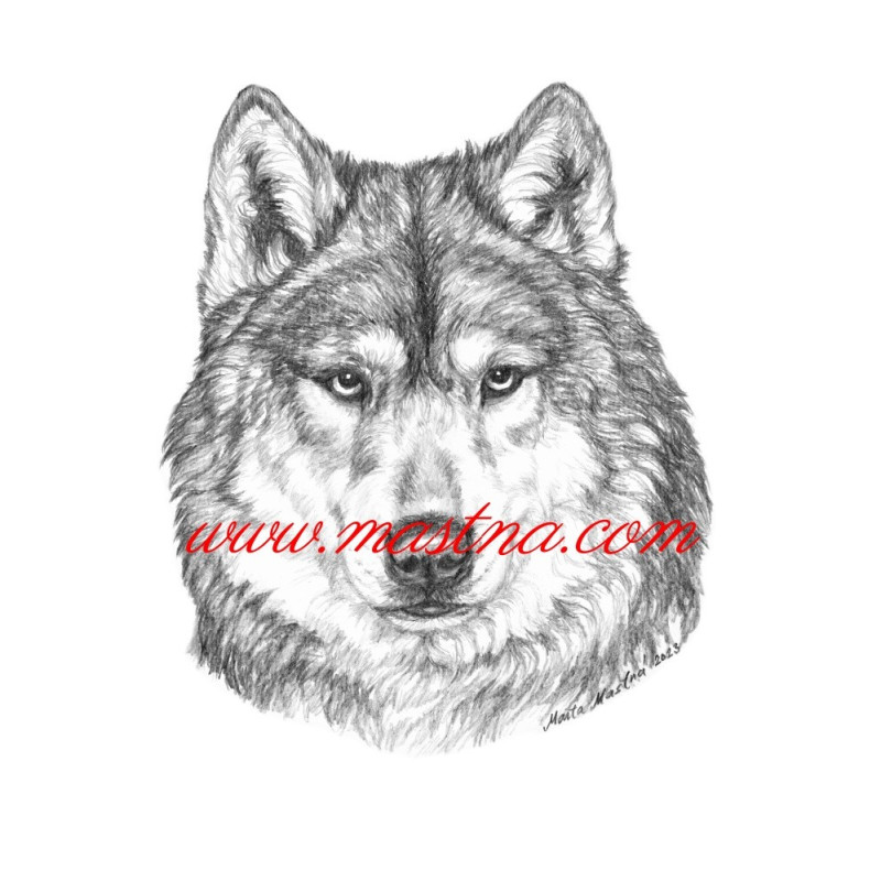Obraz vlk, tužka - tisk