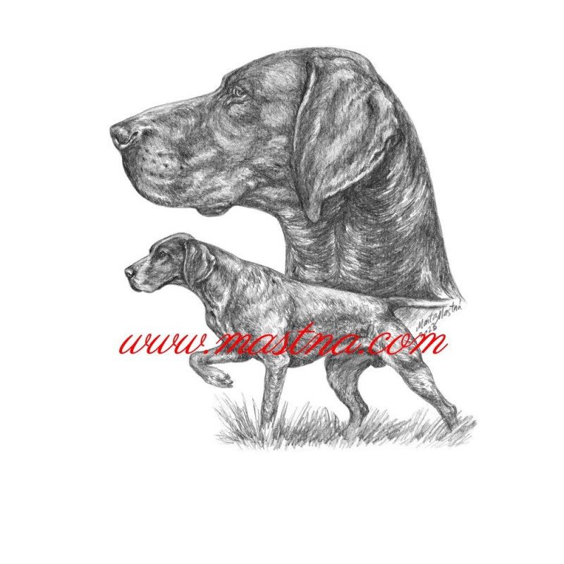 Samolepka ohař německý krátkosrstý